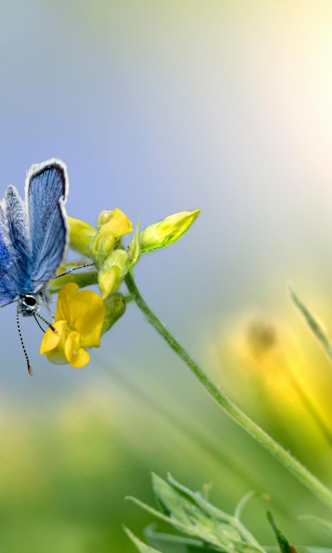 Download Mazarine Blue Butterfly Flower Wallpaper in 480x800 Resolution