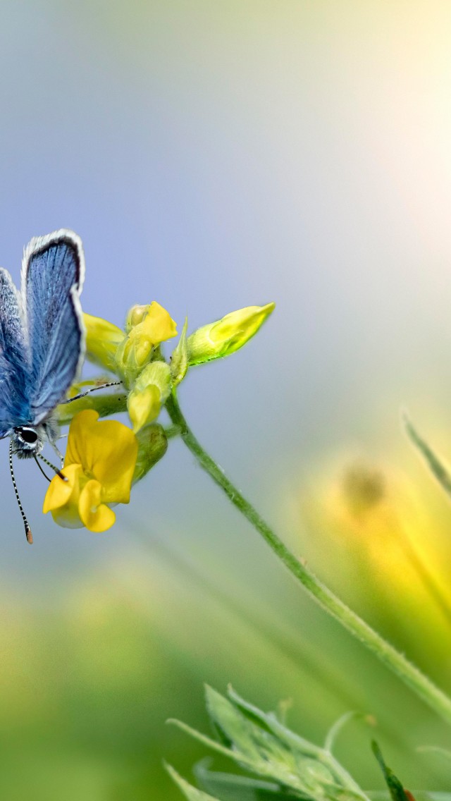 Download Mazarine Blue Butterfly Flower Wallpaper in 640x1136 Resolution