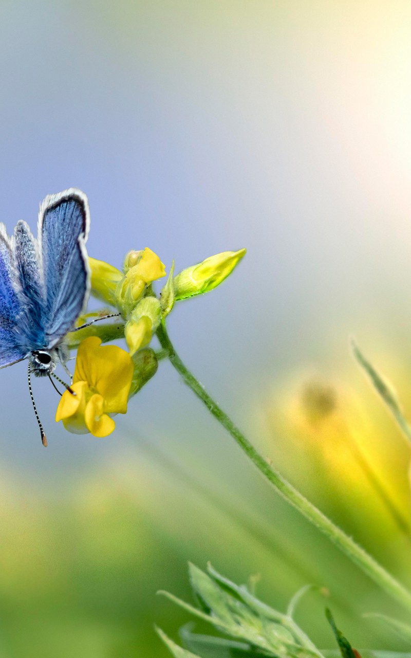 Download Mazarine Blue Butterfly Flower Wallpaper in 800x1280 Resolution