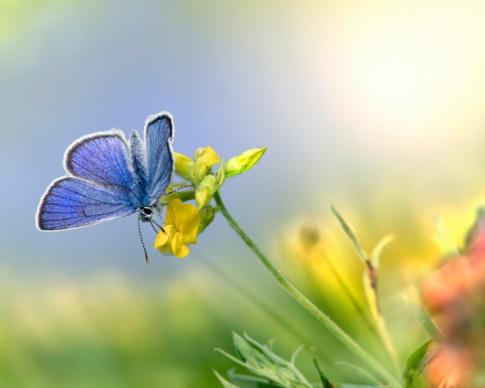 Download Mazarine Blue Butterfly Flower Wallpaper in 960x768 Resolution