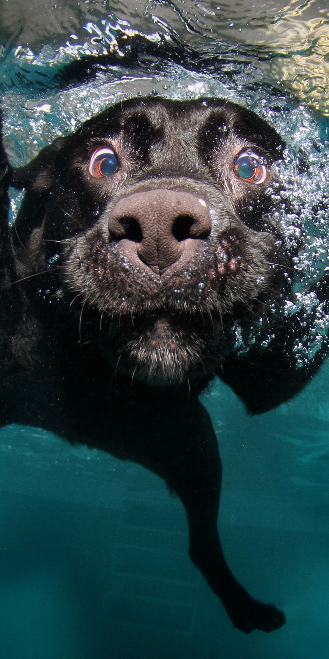 Download Underwater Black Labrador Retriever Wallpaper in 1080x2160 Resolution