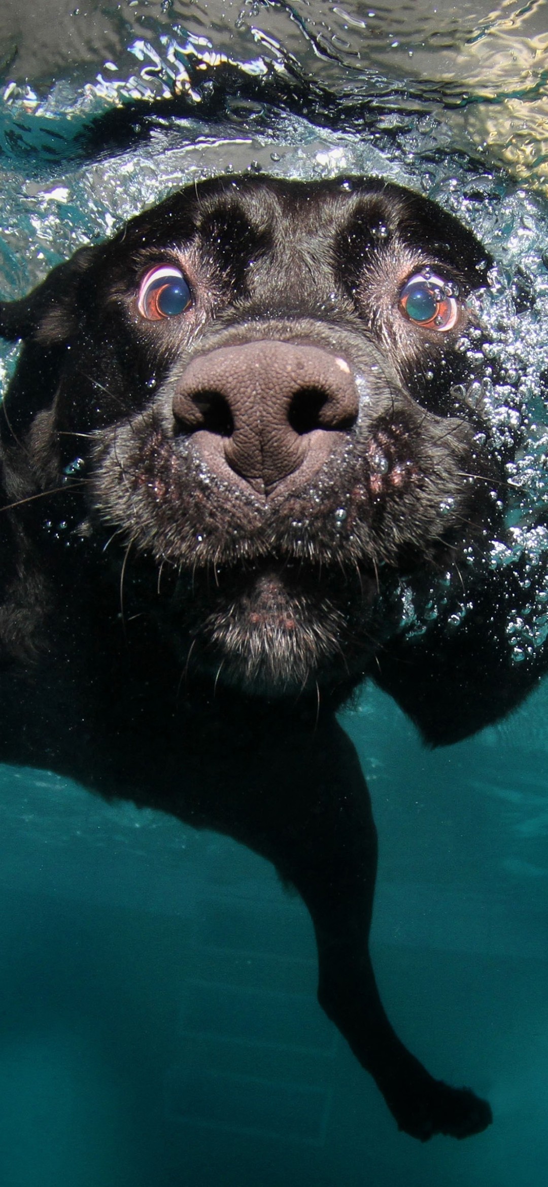 Download Underwater Black Labrador Retriever Wallpaper in 1080x2340 Resolution