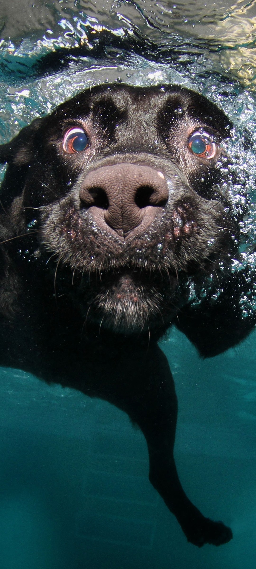 Download Underwater Black Labrador Retriever Wallpaper in 1080x2400 Resolution