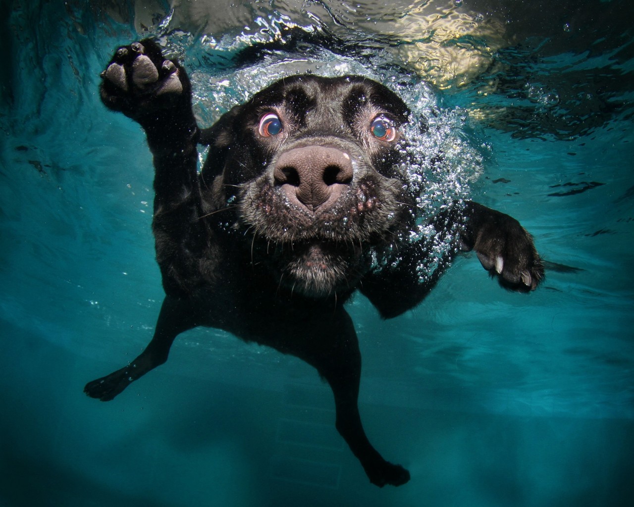 Download Underwater Black Labrador Retriever Wallpaper in 1280x1024 Resolution