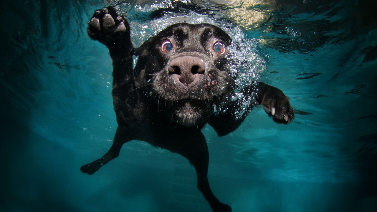 Download Underwater Black Labrador Retriever Wallpaper in 1280x720 Resolution
