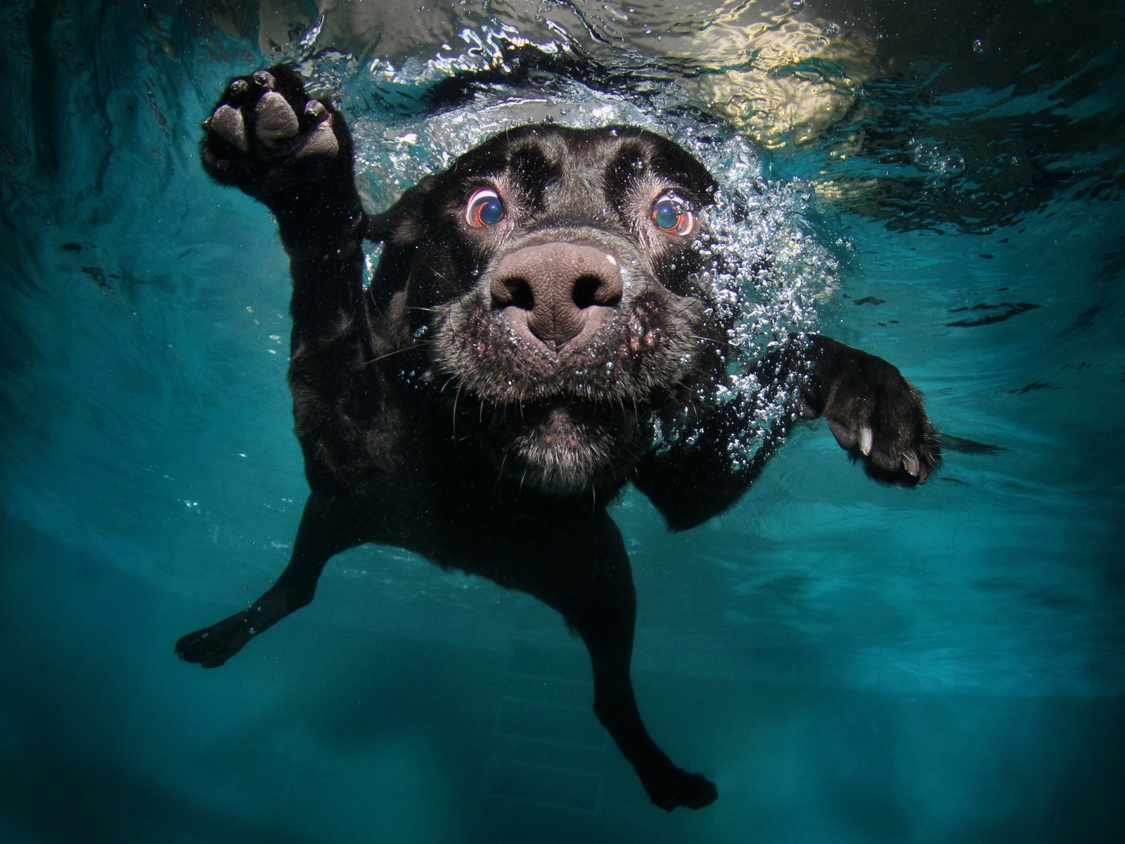 Download Underwater Black Labrador Retriever Wallpaper in 1600x1200 Resolution