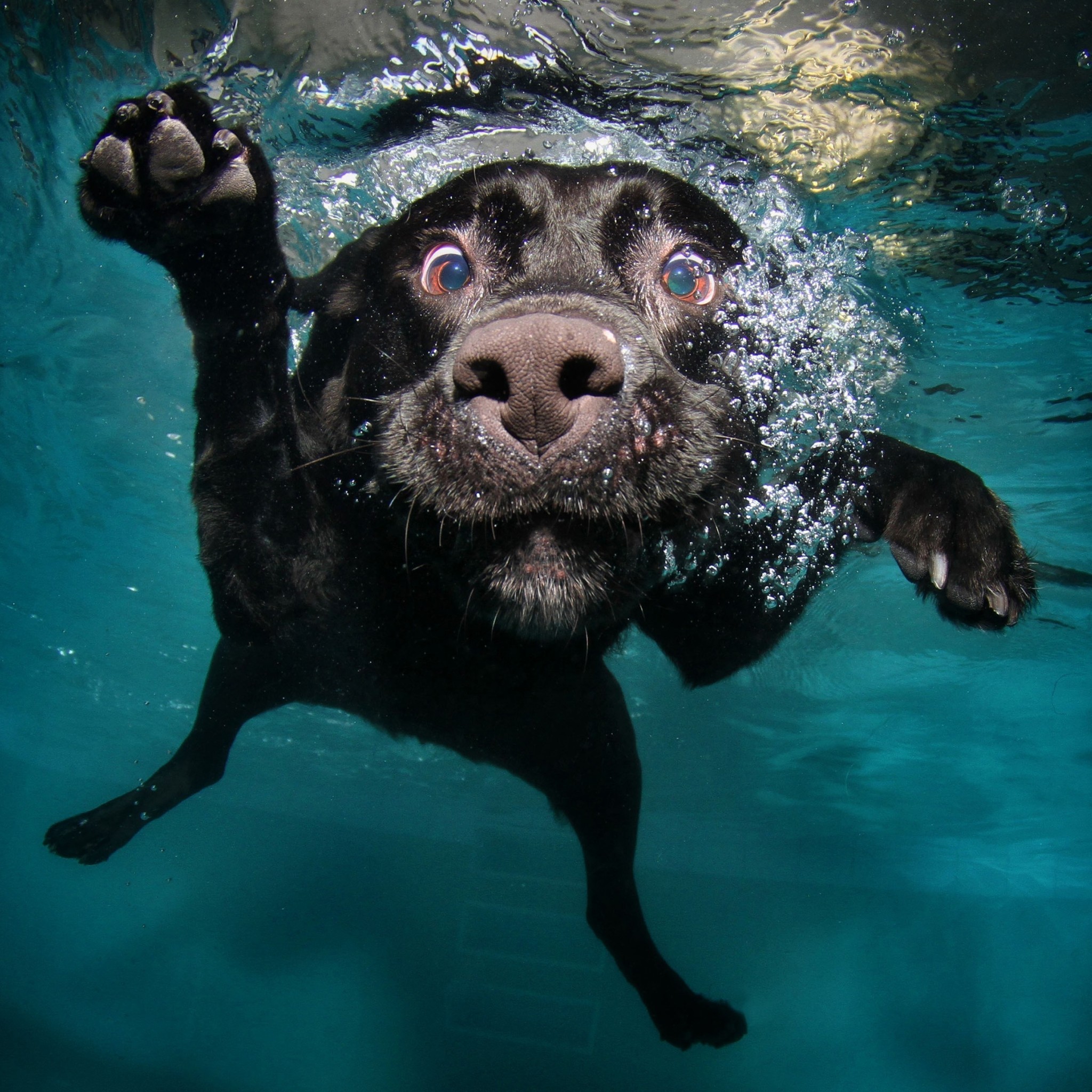 Download Underwater Black Labrador Retriever Wallpaper in 2048x2048 Resolution