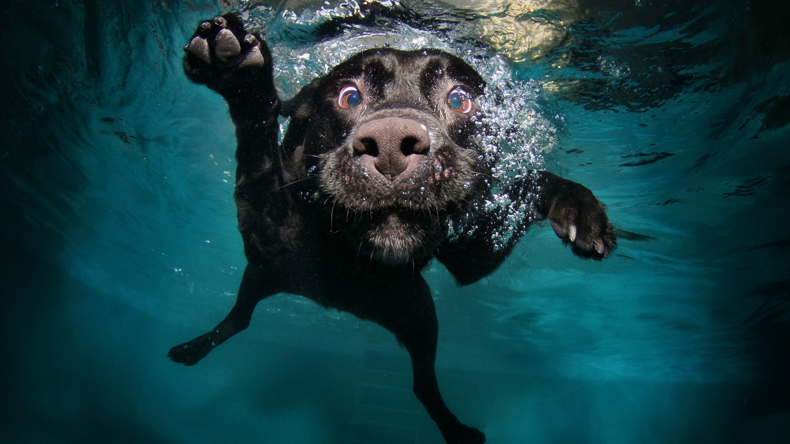 Download Underwater Black Labrador Retriever Wallpaper in 2560x1440 Resolution