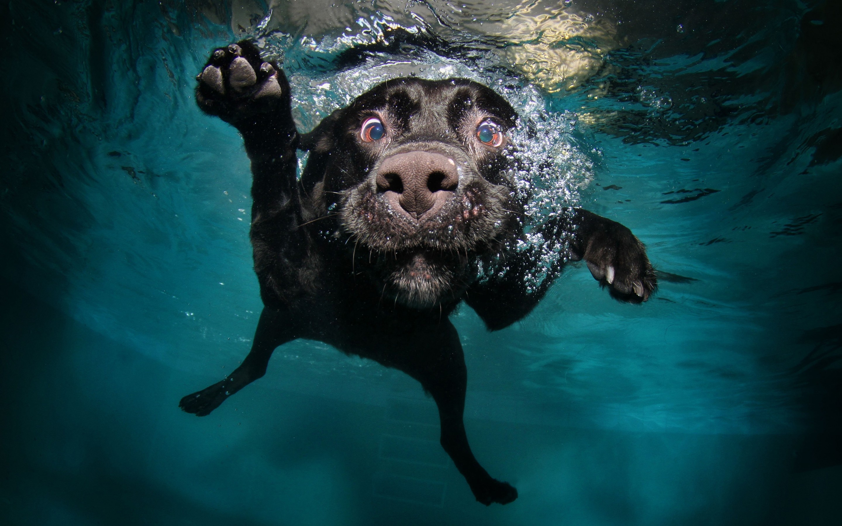 Download Underwater Black Labrador Retriever Wallpaper in 2880x1800 Resolution