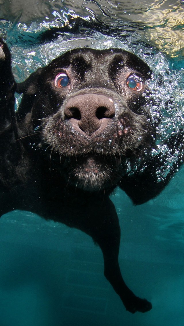 Download Underwater Black Labrador Retriever Wallpaper in 640x1136 Resolution