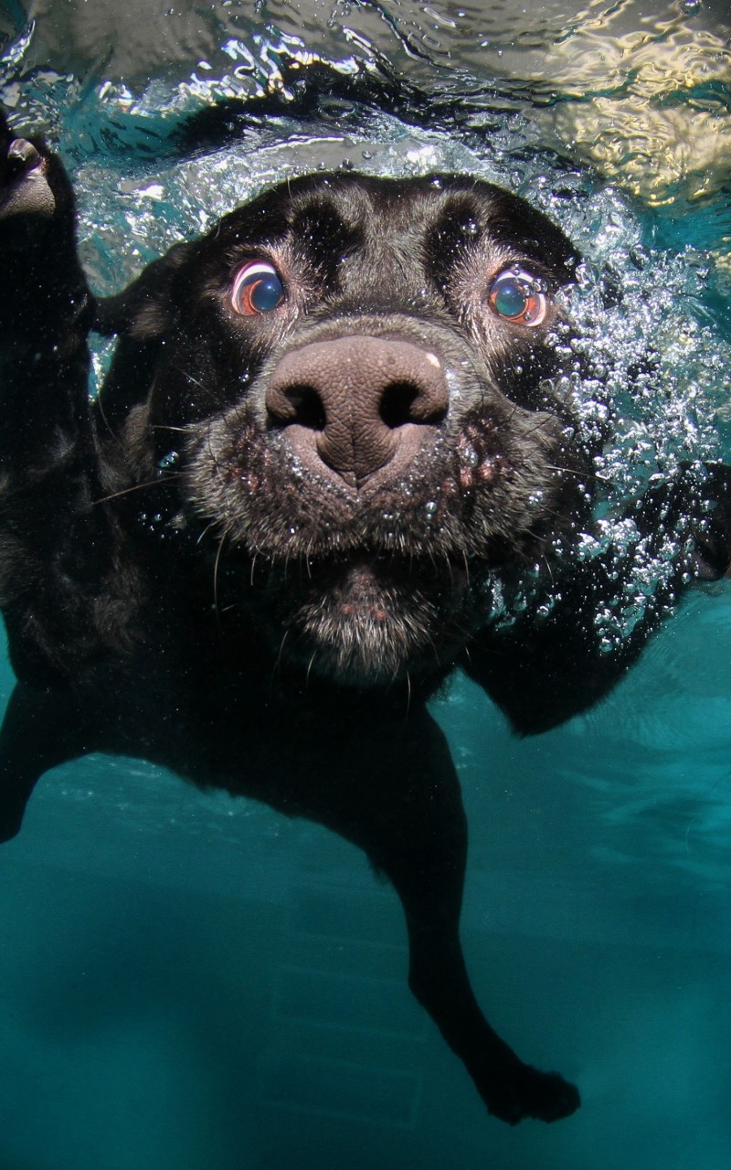 Download Underwater Black Labrador Retriever Wallpaper in 800x1280 Resolution