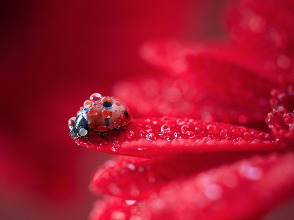 Download Ladybug Red Plant Water Drops Wallpaper in 1024x768 Resolution