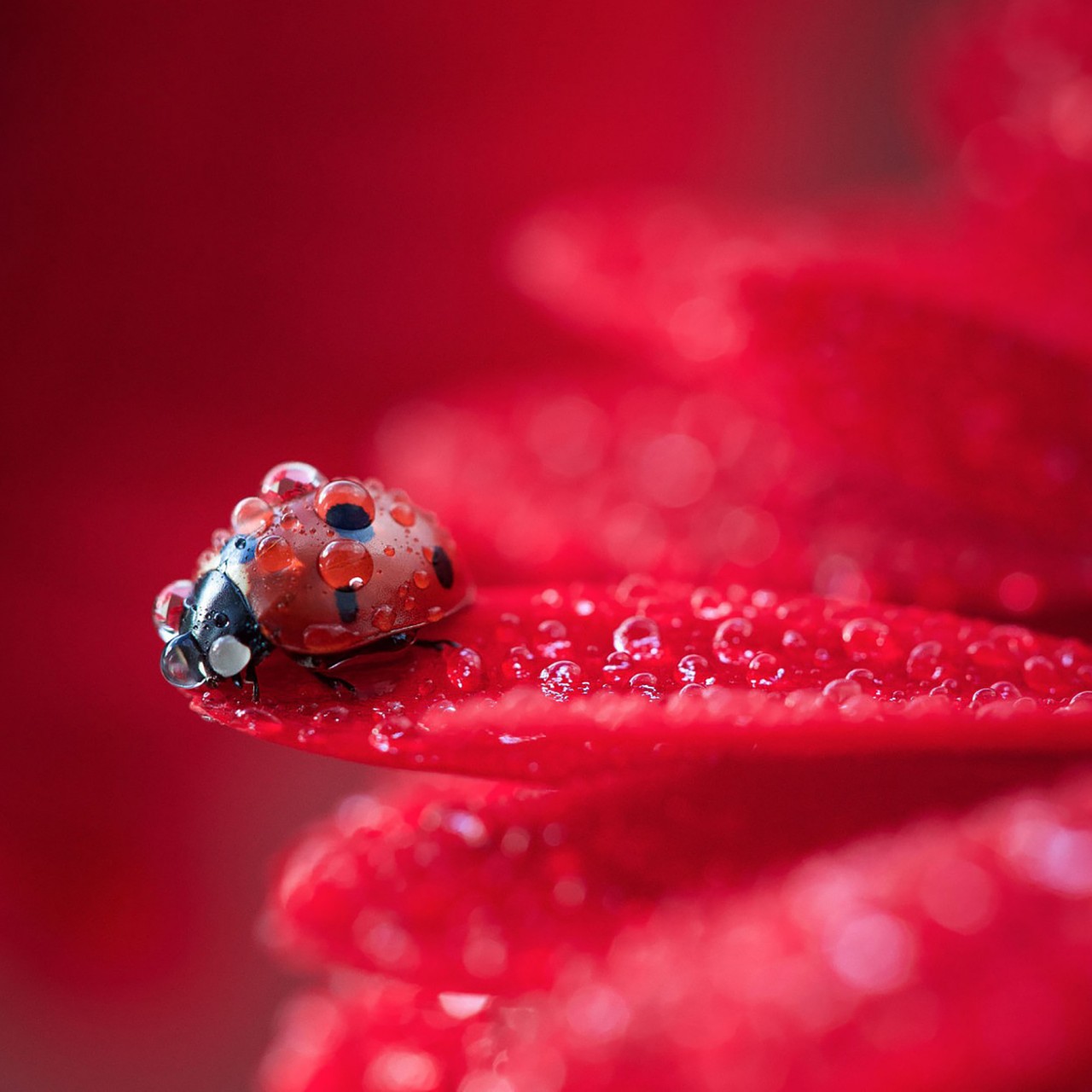 Ladybug Red Plant Water Drops Wallpaper 1280x1280