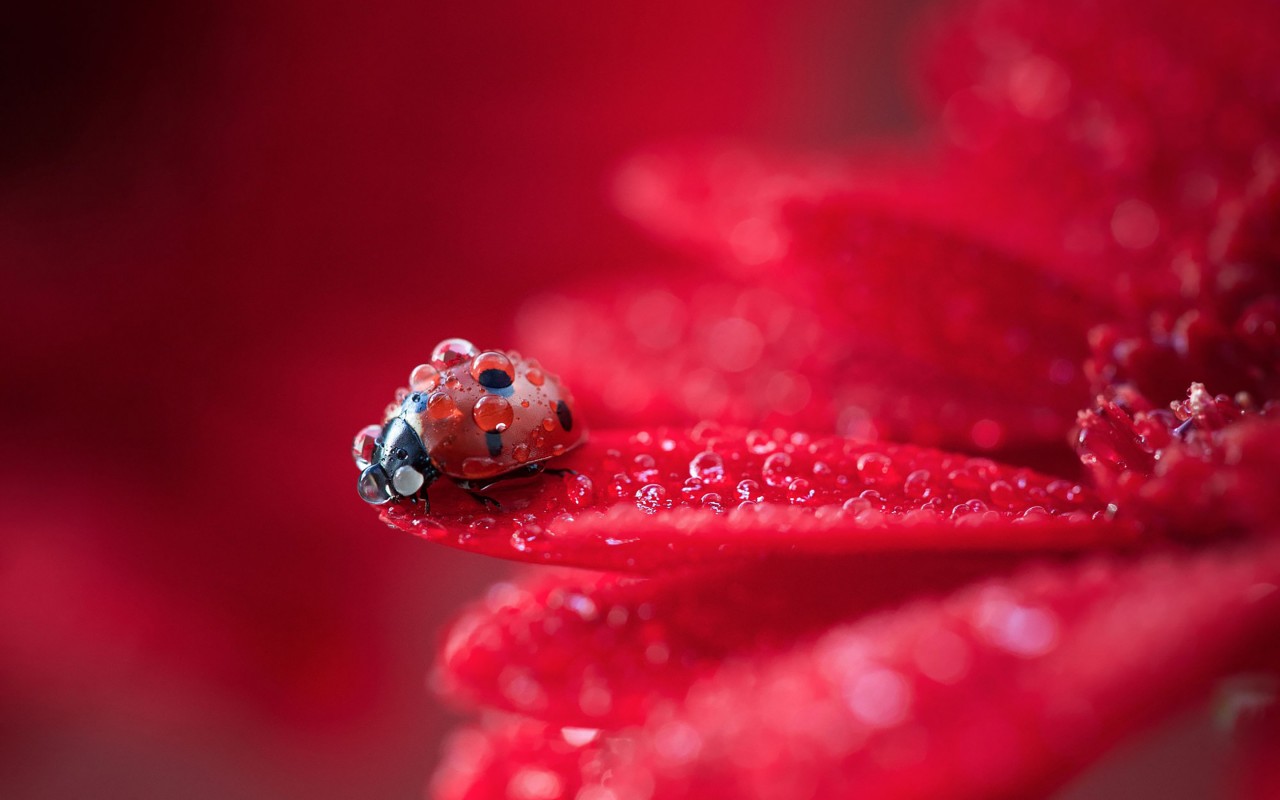 Download Ladybug Red Plant Water Drops Wallpaper in 1280x800 Resolution