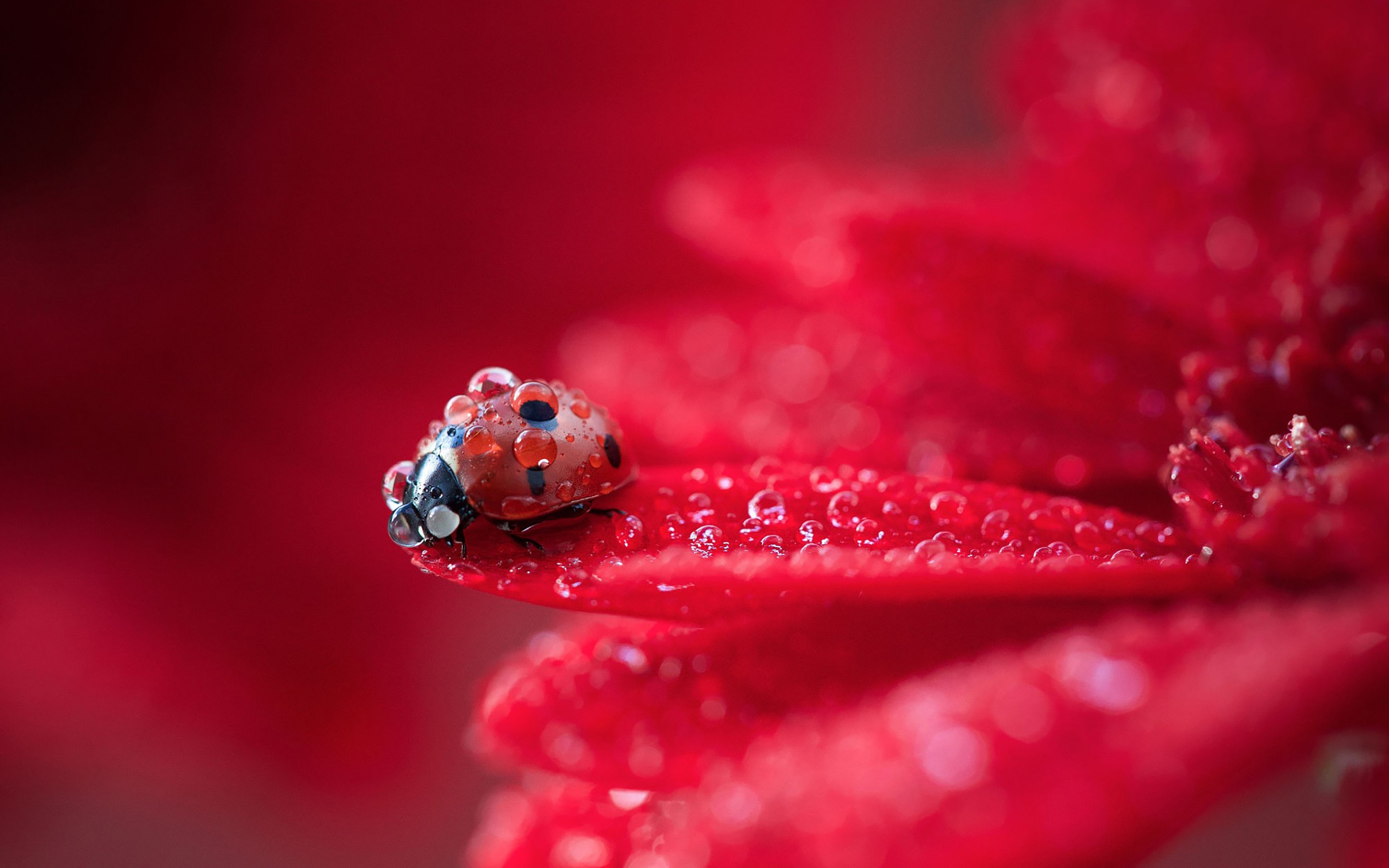 Download Ladybug Red Plant Water Drops Wallpaper in 2880x1800 Resolution