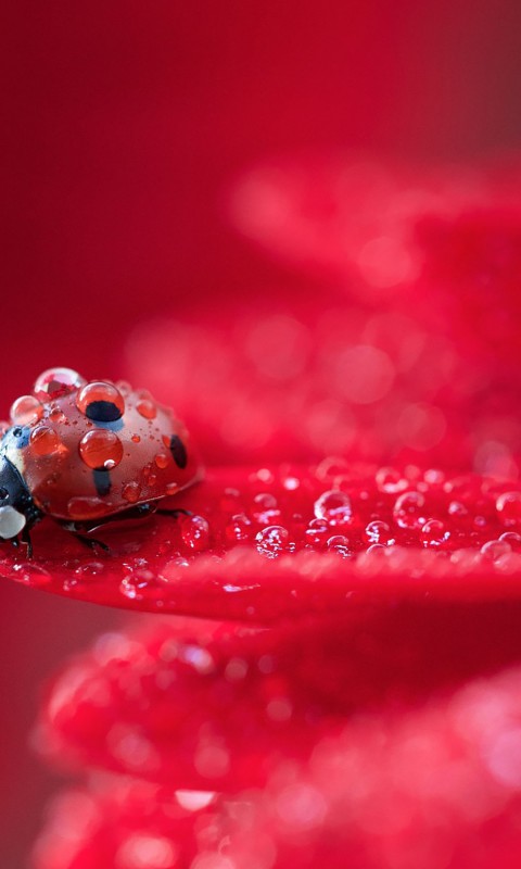 Download Ladybug Red Plant Water Drops Wallpaper in 480x800 Resolution