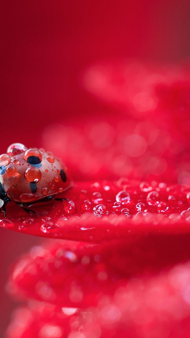 Download Ladybug Red Plant Water Drops Wallpaper in 640x1136 Resolution