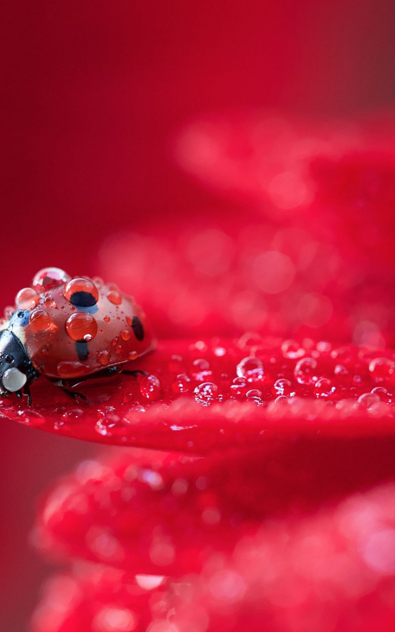 Download Ladybug Red Plant Water Drops Wallpaper in 800x1280 Resolution