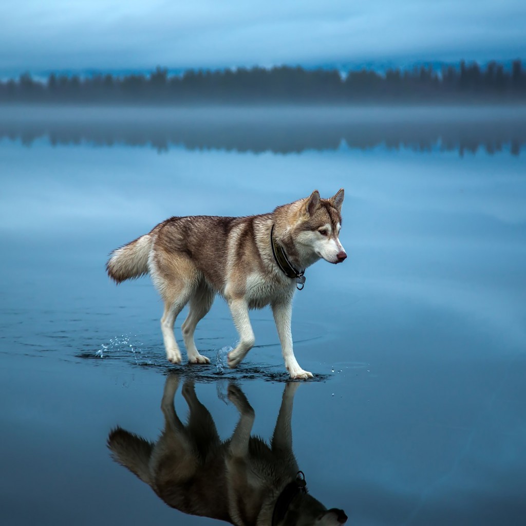 Download Siberian Husky Walking Water Wallpaper in 1024x1024 Resolution