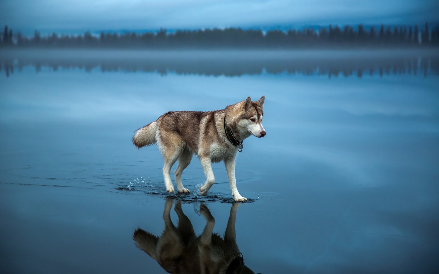 Download Siberian Husky Walking Water Wallpaper in 1440x900 Resolution