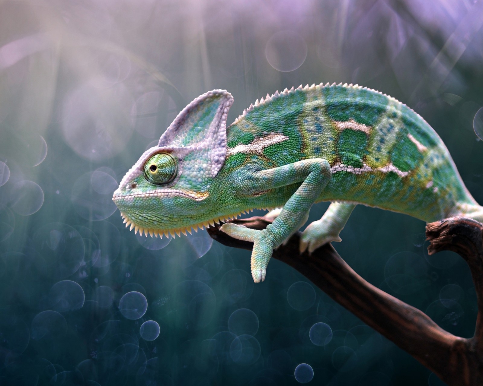 Download Chameleon Reptile Wildlife Macro Wallpaper In 1600x1280 Resolution