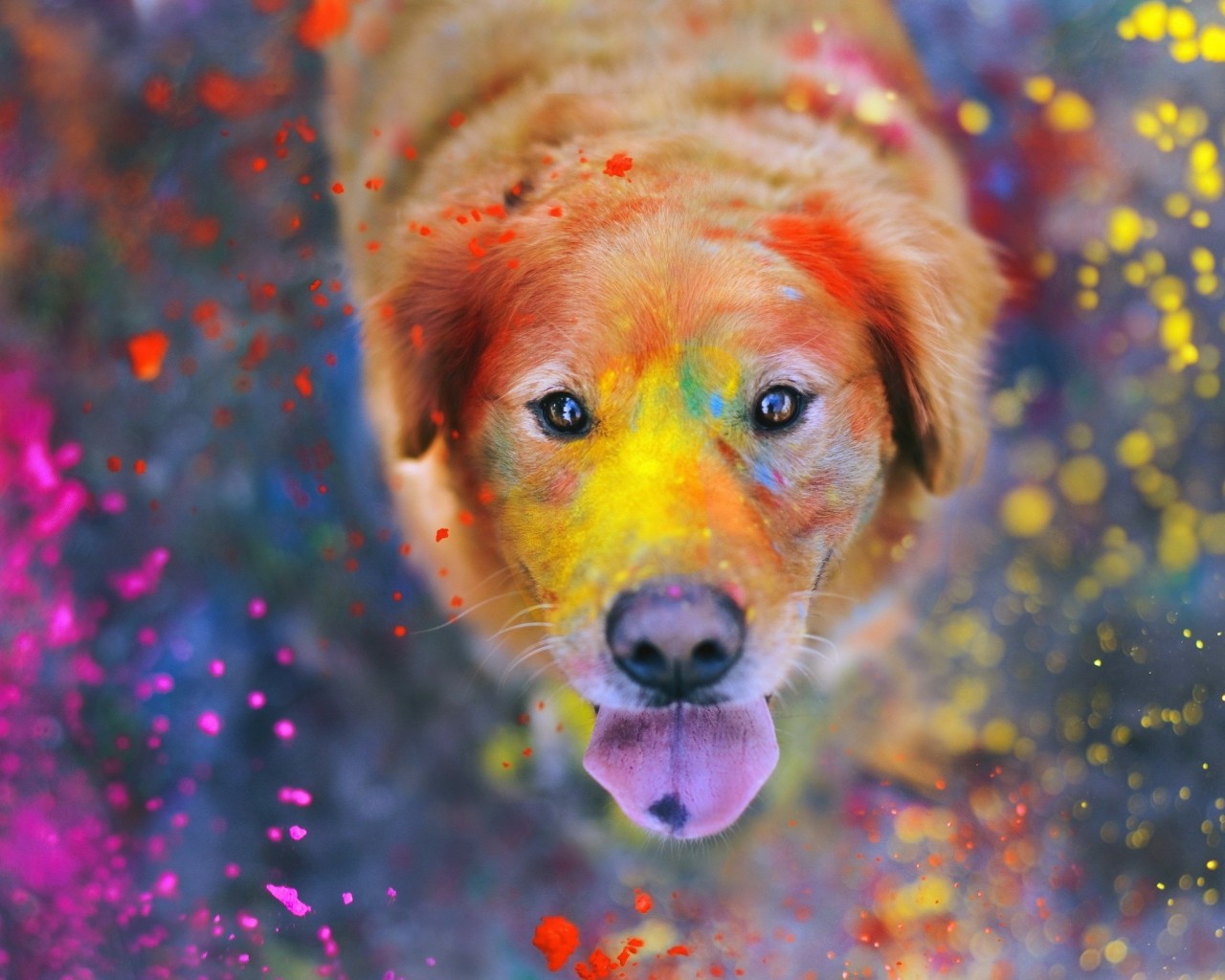 Download Golden Retriever Colors Dog Holiday Wallpaper in 1280x1024 Resolution