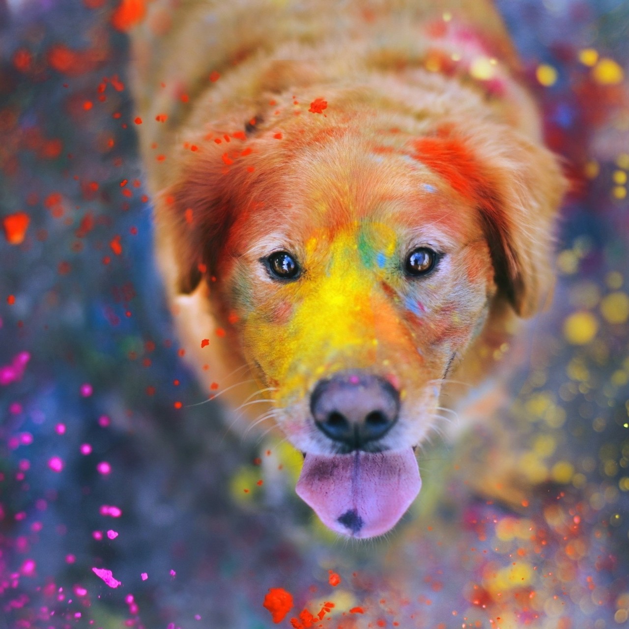Download Golden Retriever Colors Dog Holiday Wallpaper in 1280x1280 Resolution