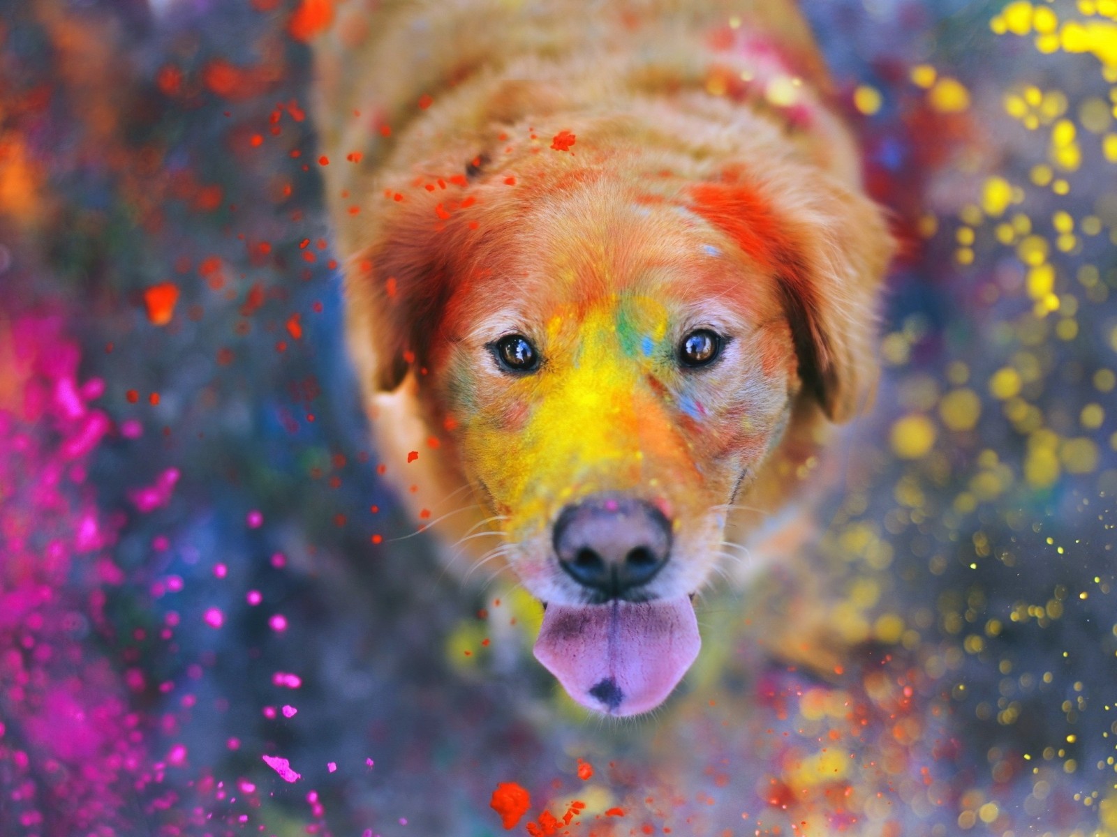 Download Golden Retriever Colors Dog Holiday Wallpaper in 1600x1200 Resolution