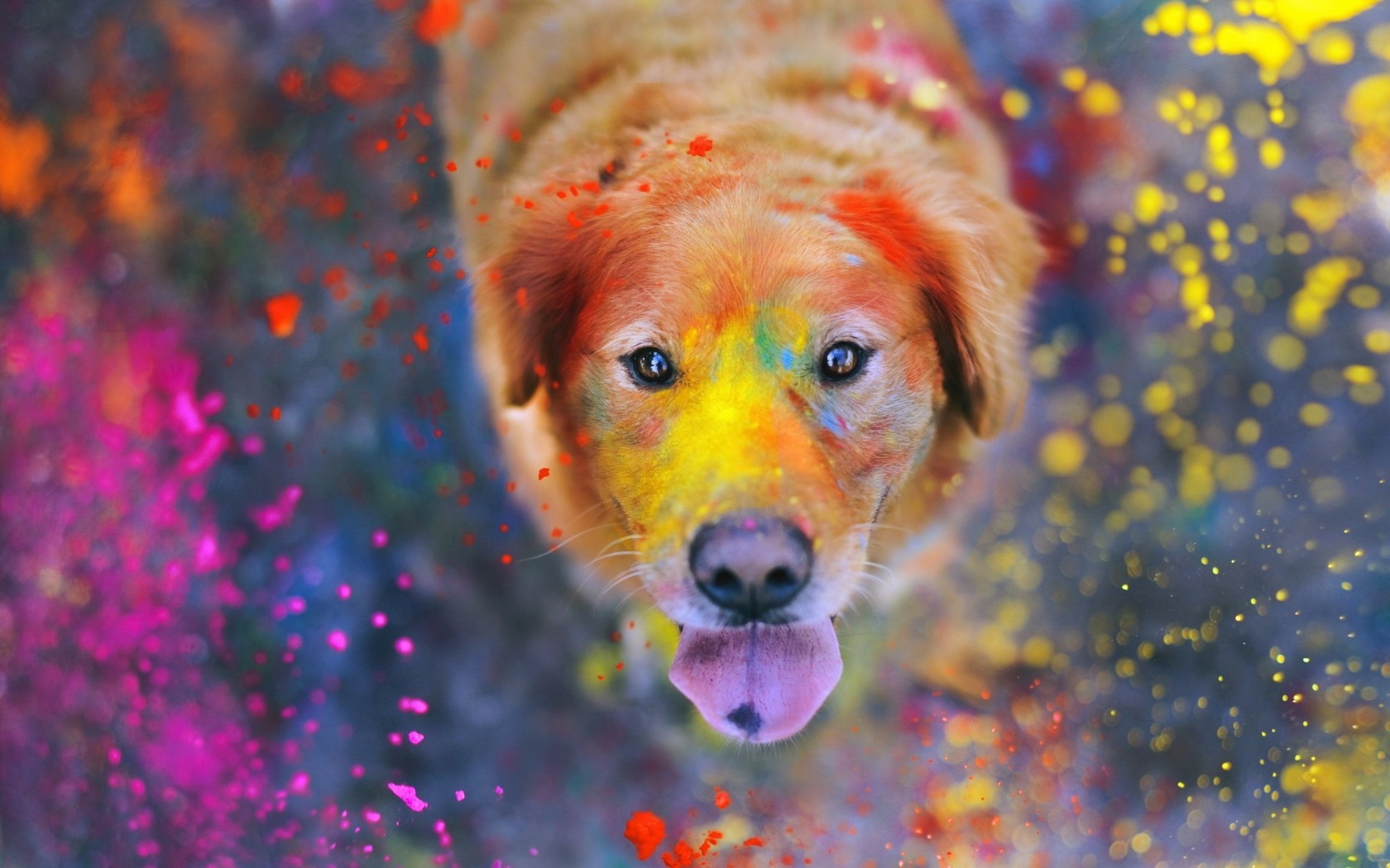 Download Golden Retriever Colors Dog Holiday Wallpaper in 1680x1050 Resolution