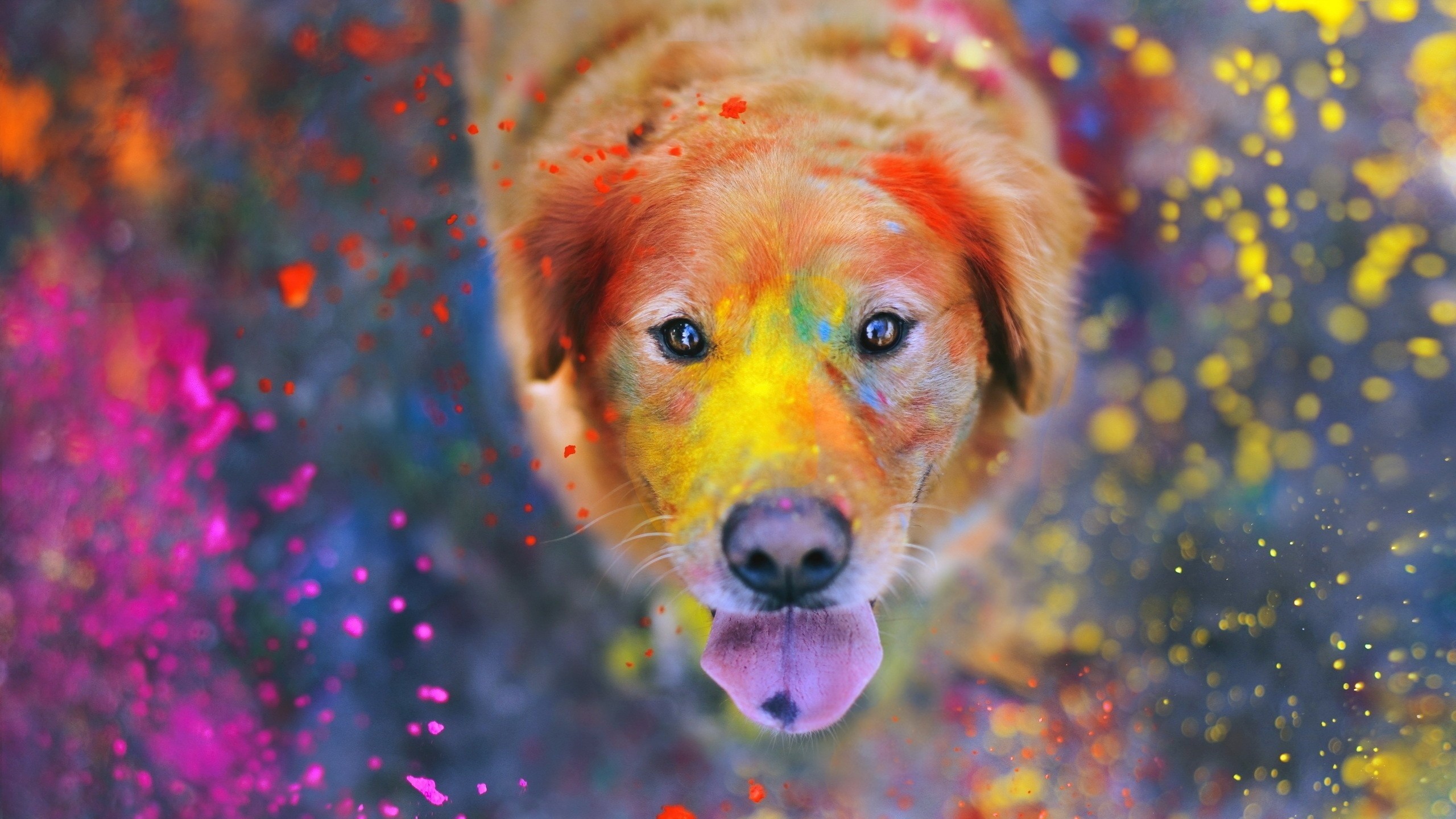 Download Golden Retriever Colors Dog Holiday Wallpaper In 2560x1440 Resolution