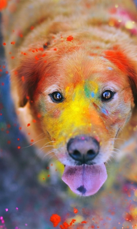 Download Golden Retriever Colors Dog Holiday Wallpaper in 480x800 Resolution