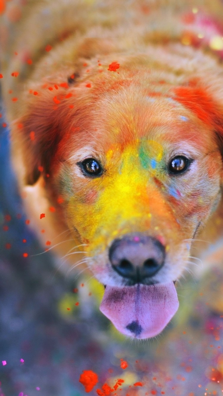 Download Golden Retriever Colors Dog Holiday Wallpaper in 750x1334 Resolution