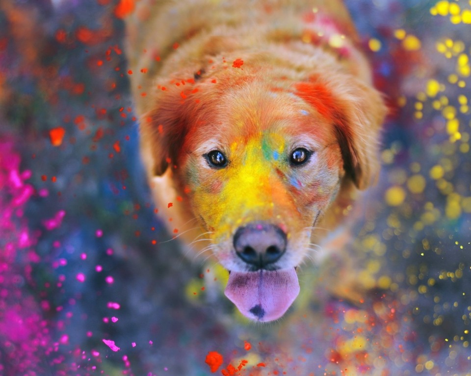 Download Golden Retriever Colors Dog Holiday Wallpaper in 960x768 Resolution