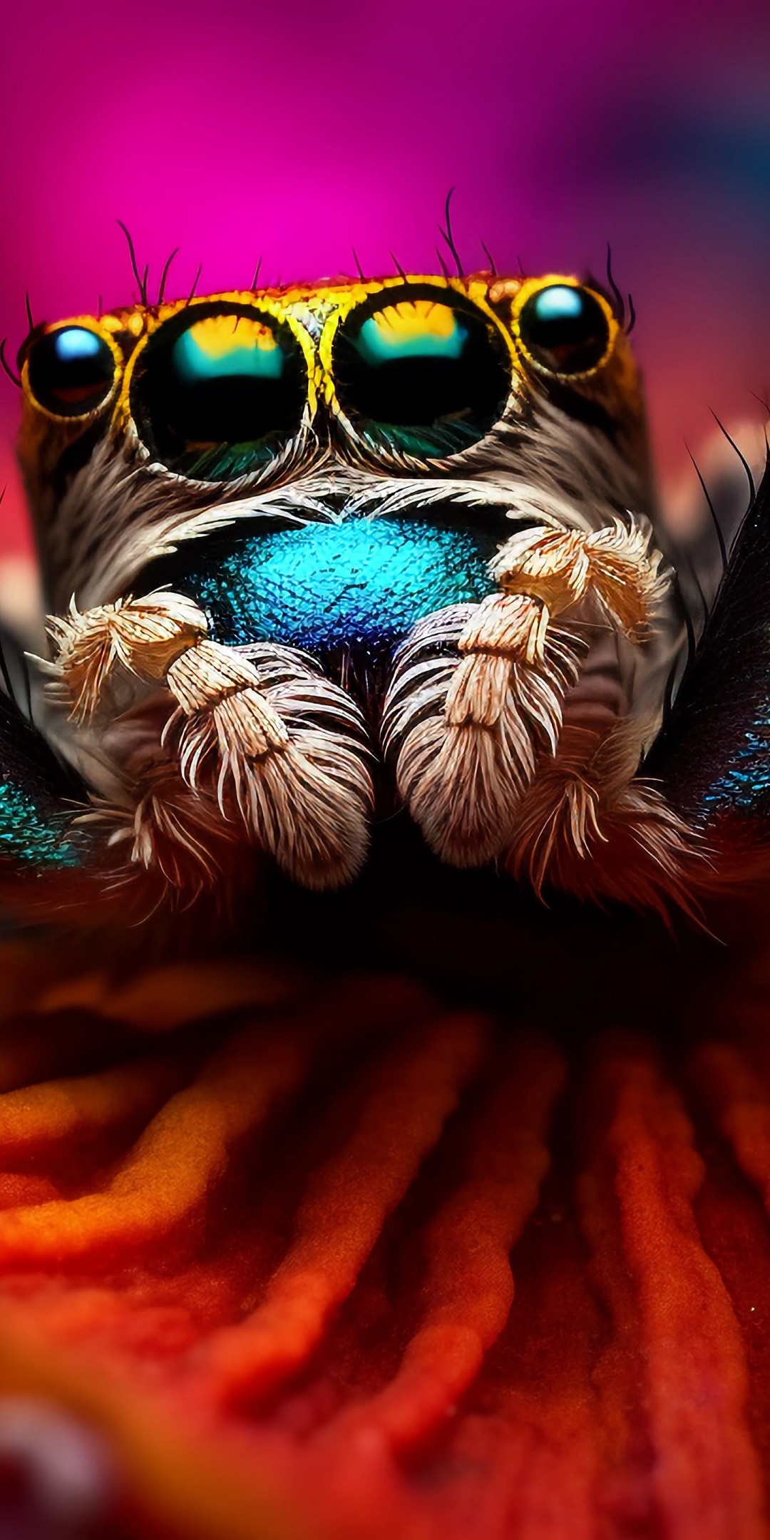 Download Ai Made Colorful Spider Macro Wallpaper in 1080x2160 Resolution