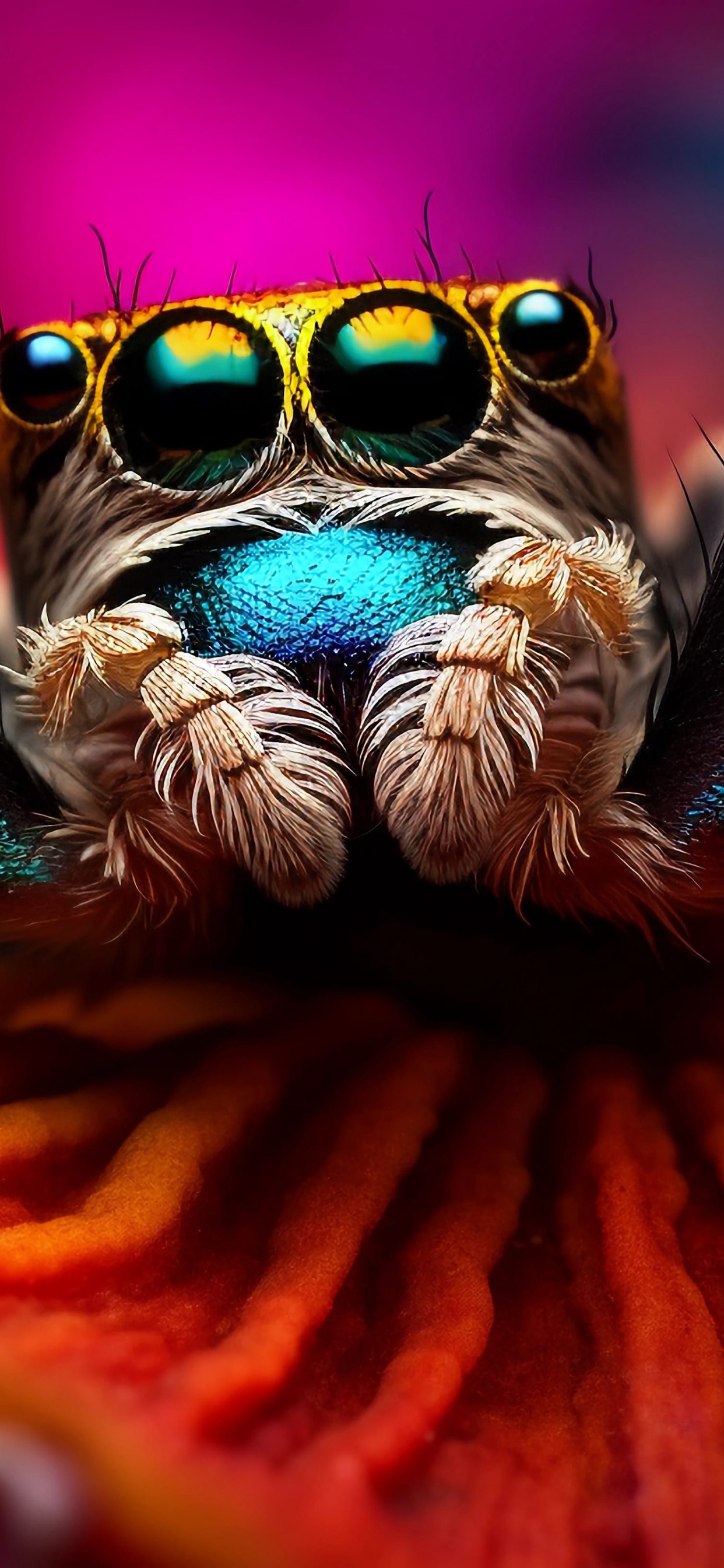 Download Ai Made Colorful Spider Macro Wallpaper in 1242x2688 Resolution