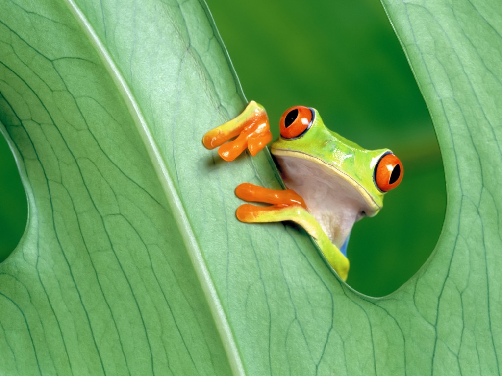 Download Red Eyed Green Tree Frog Wallpaper in 1024x768 Resolution