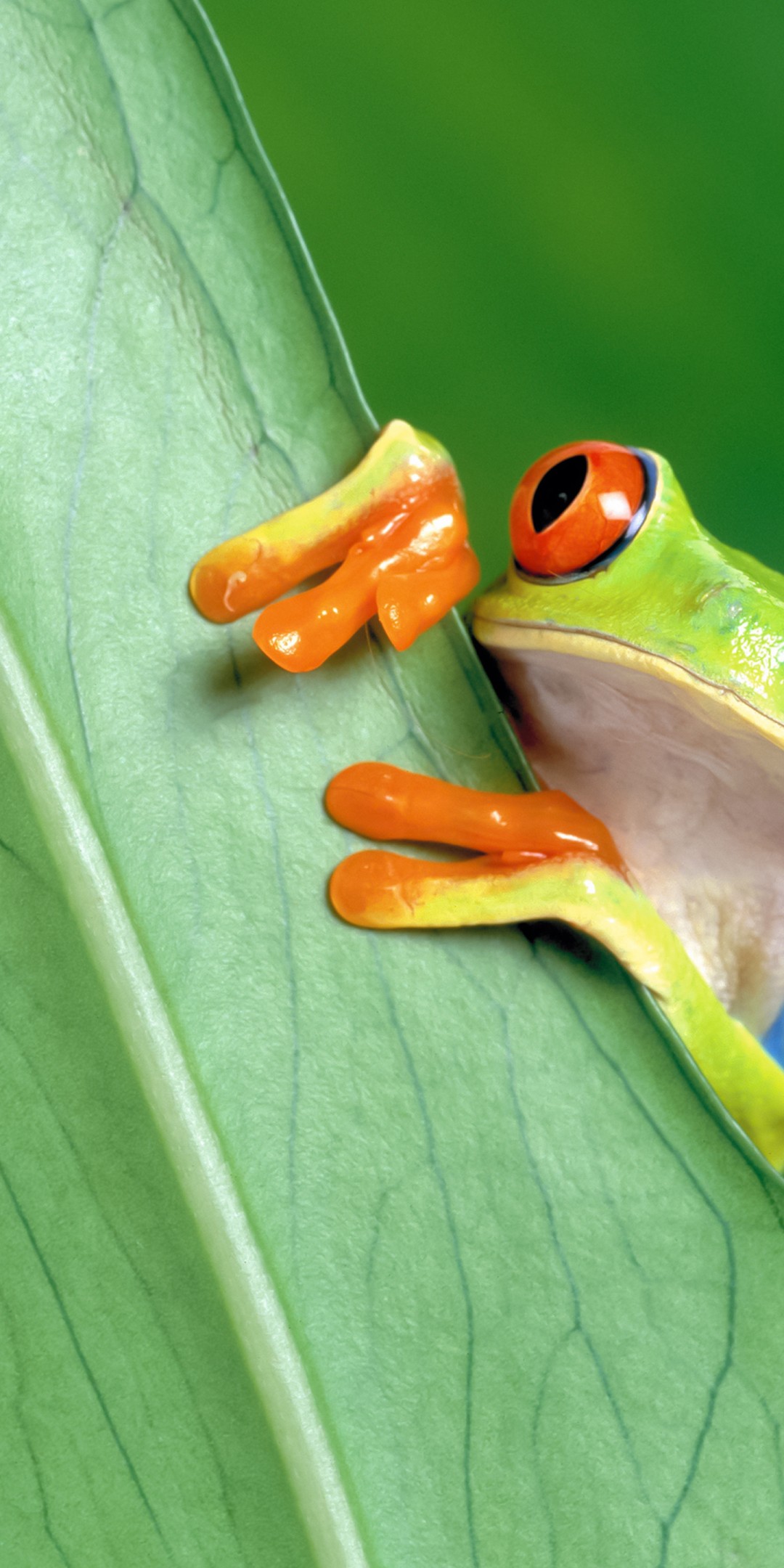Download Red Eyed Green Tree Frog Wallpaper in 1080x2160 Resolution