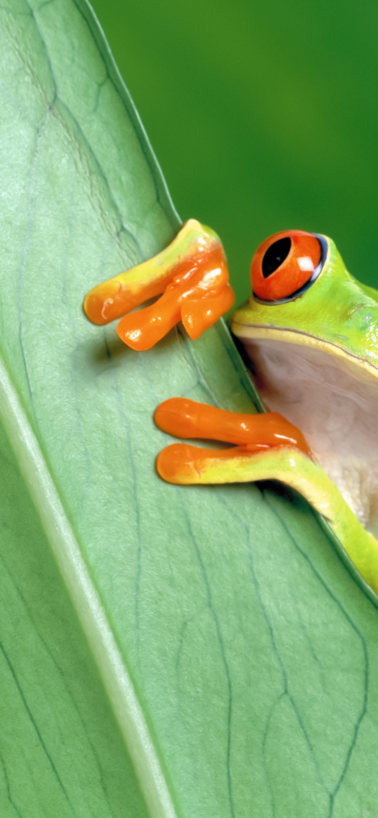 Download Red Eyed Green Tree Frog Wallpaper in 1242x2688 Resolution