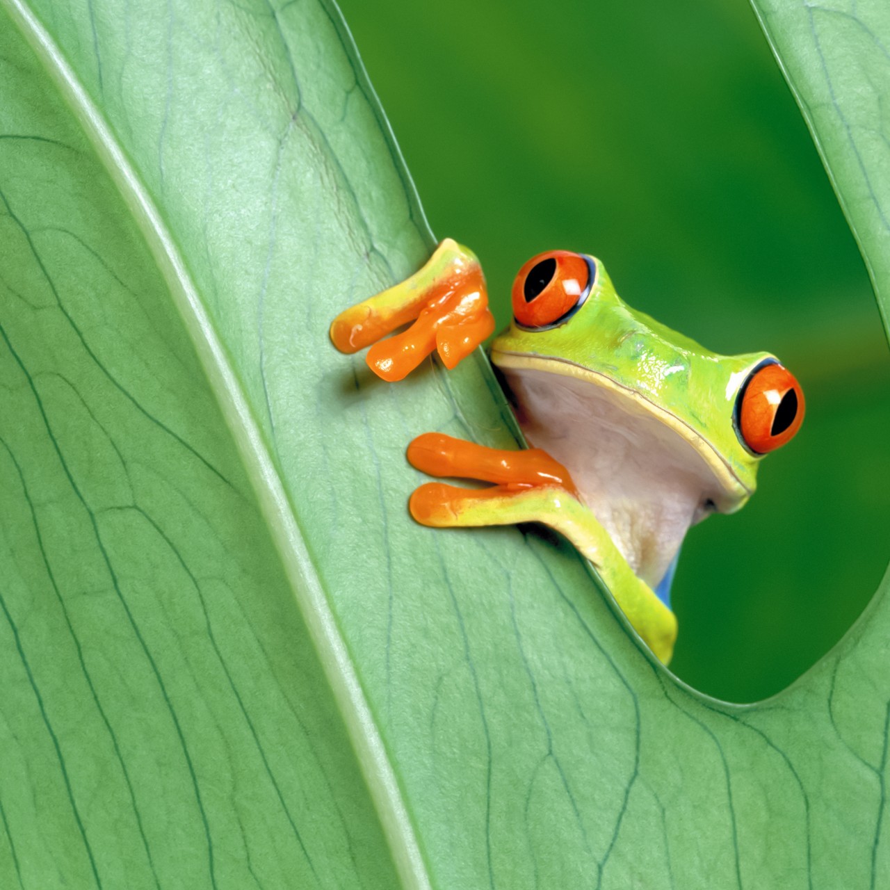 Download Red Eyed Green Tree Frog Wallpaper in 1280x1280 Resolution