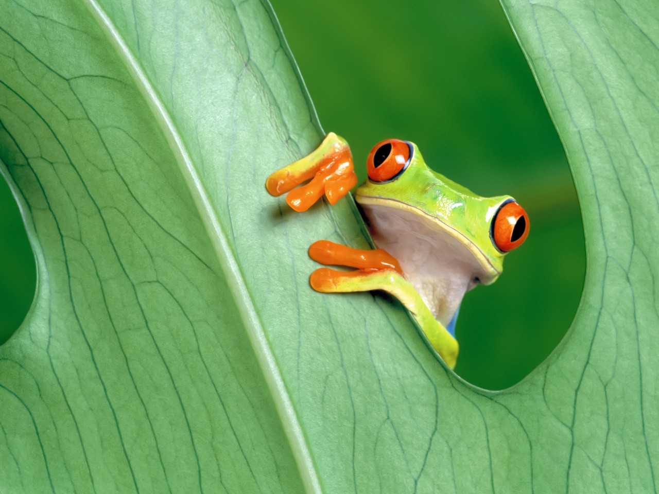 Download Red Eyed Green Tree Frog Wallpaper in 1280x960 Resolution