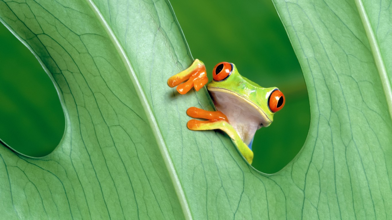 Download Red Eyed Green Tree Frog Wallpaper in 1366x768 Resolution
