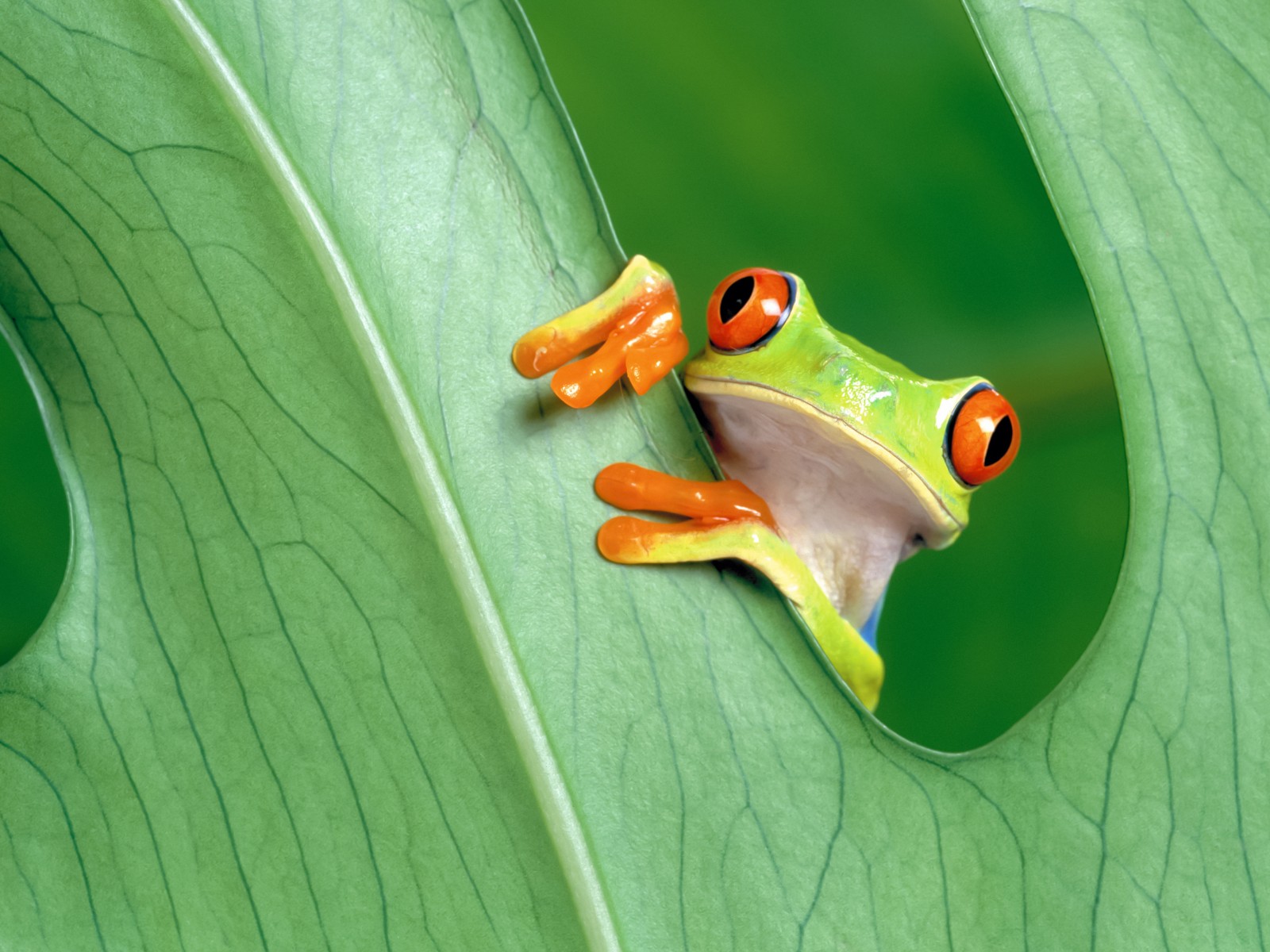 Download Red Eyed Green Tree Frog Wallpaper in 1600x1200 Resolution