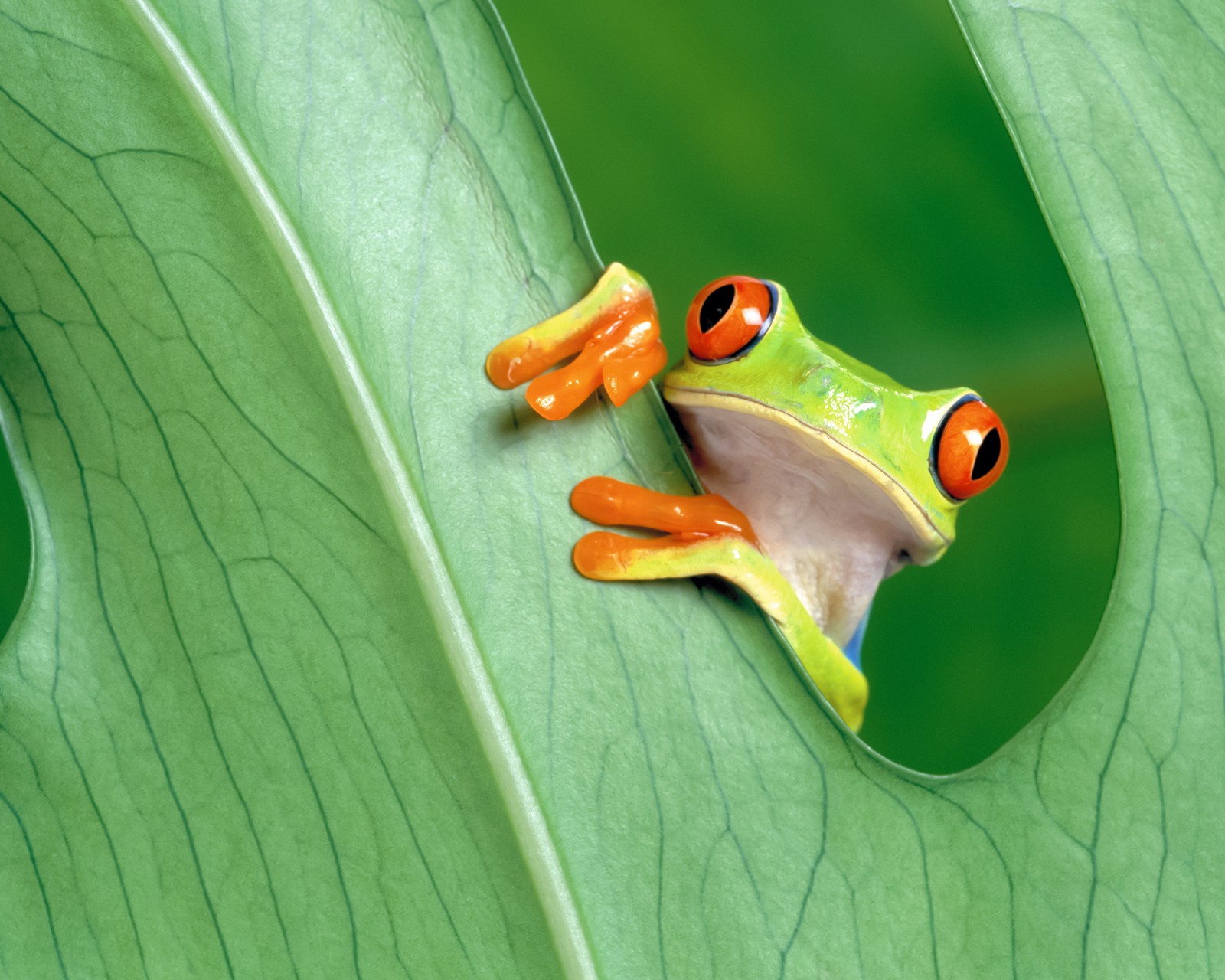 Download Red Eyed Green Tree Frog Wallpaper in 1600x1280 Resolution