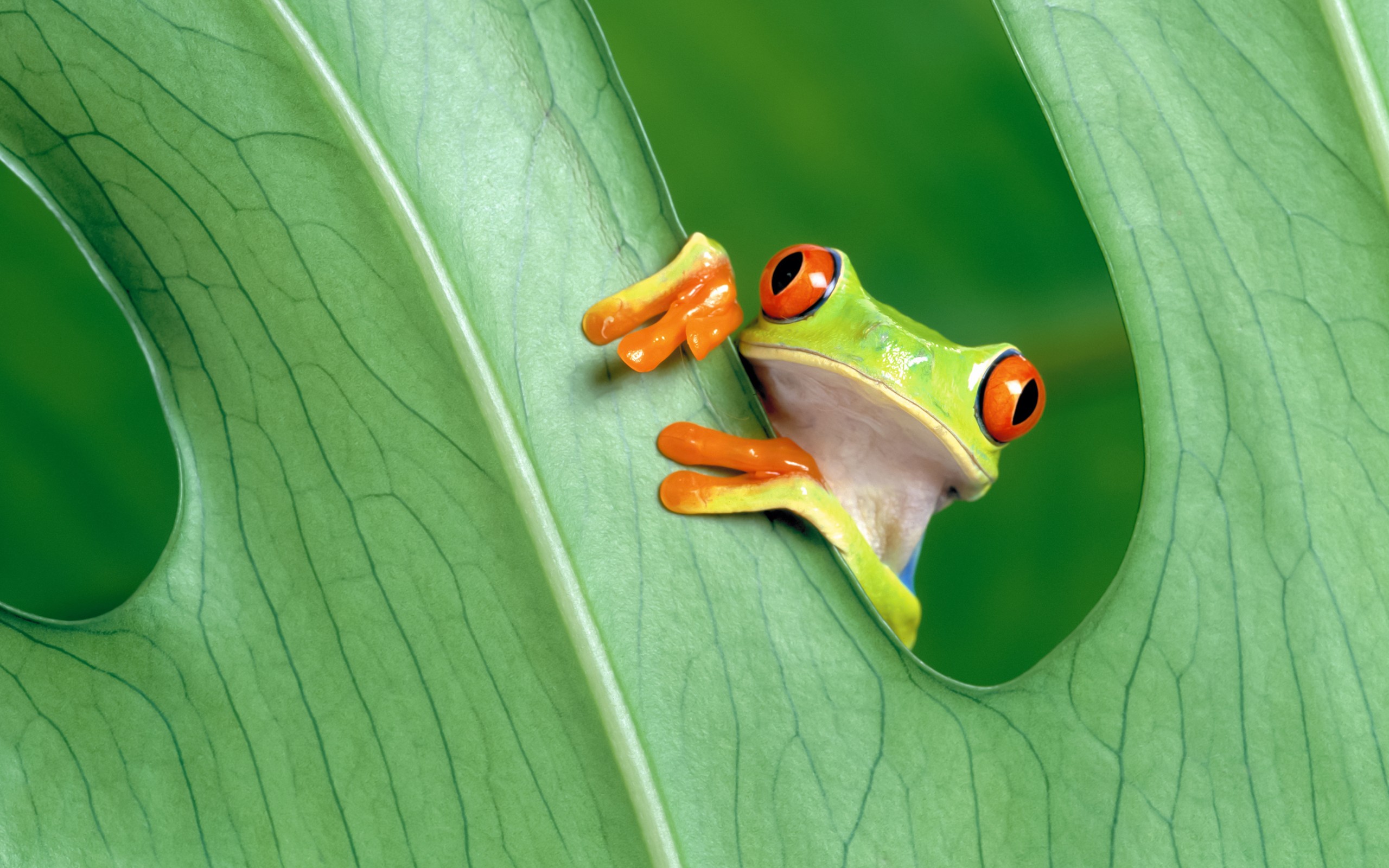 Download Red Eyed Green Tree Frog Wallpaper in 2560x1600 Resolution