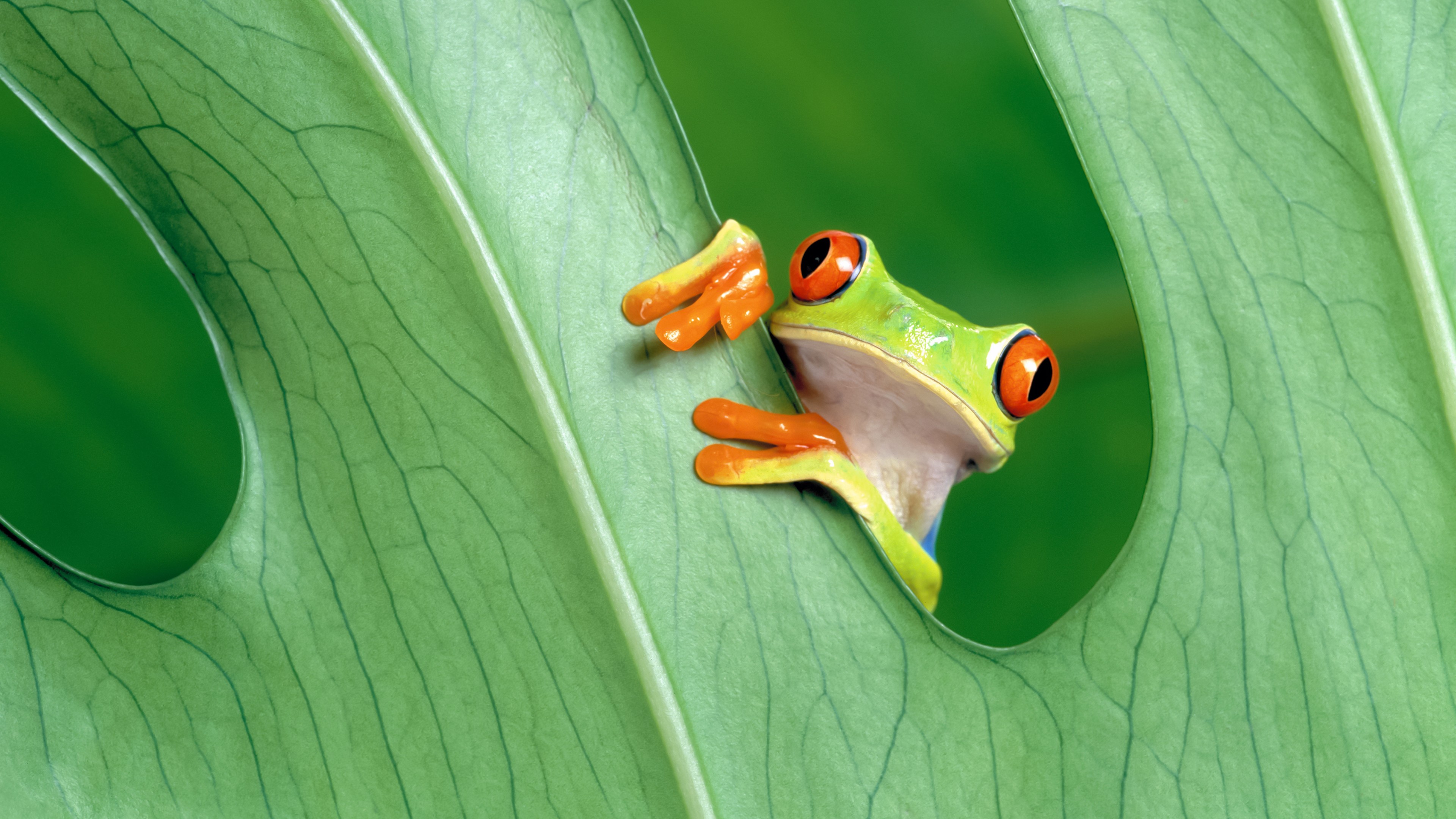 Download Red Eyed Green Tree Frog Wallpaper in 3840x2160 Resolution