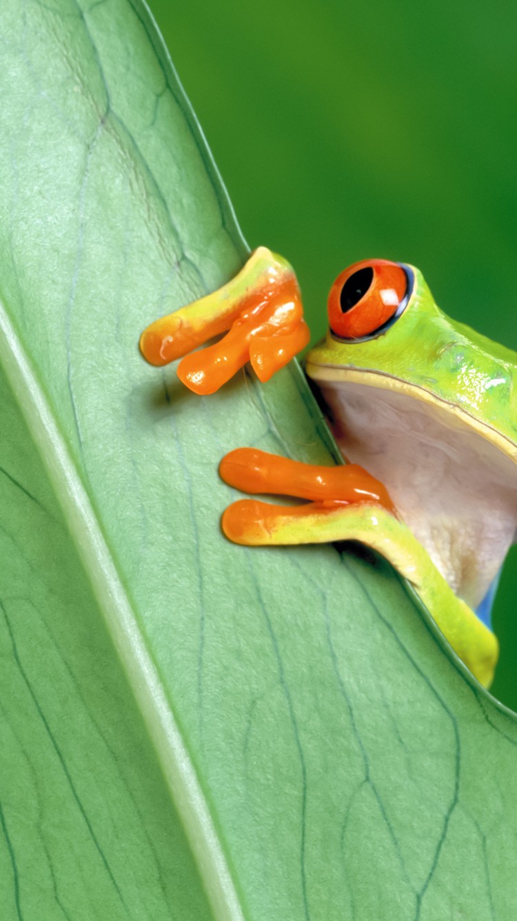 Download Red Eyed Green Tree Frog Wallpaper in 750x1334 Resolution