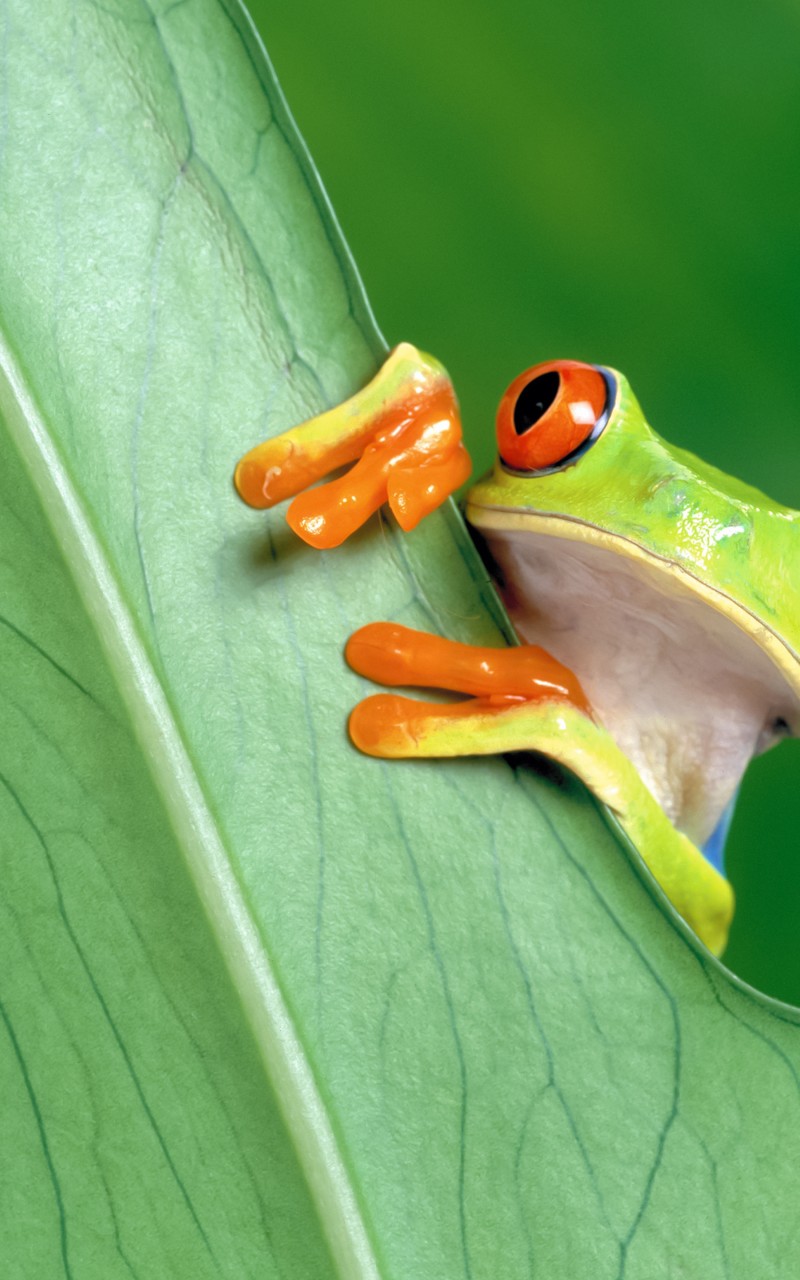 Download Red Eyed Green Tree Frog Wallpaper in 800x1280 Resolution