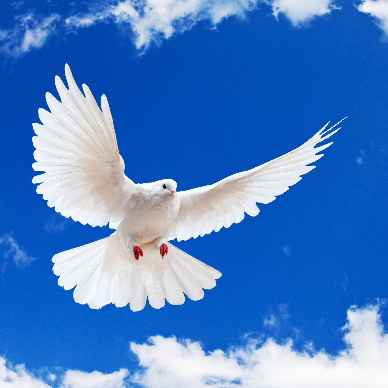 Download White Dove Wings Blue Sky Wallpaper in 1280x1280 Resolution