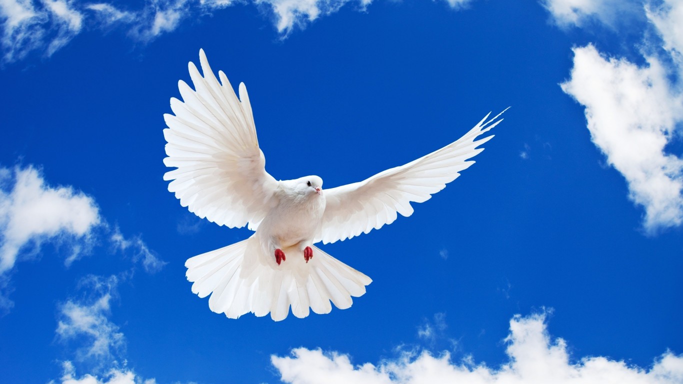 Download White Dove Wings Blue Sky Wallpaper in 1366x768 Resolution
