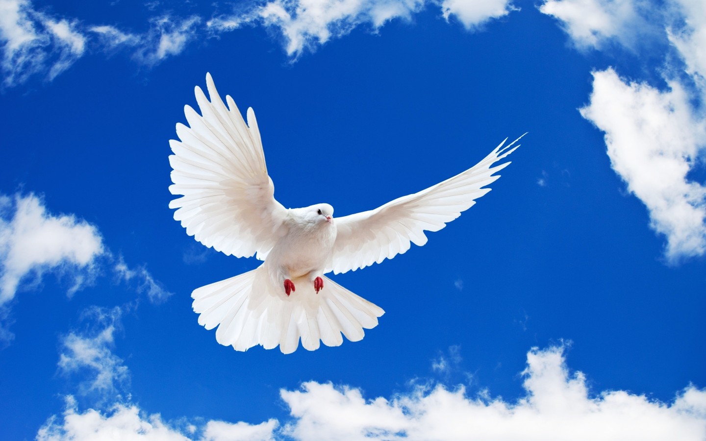 Download White Dove Wings Blue Sky Wallpaper in 1440x900 Resolution